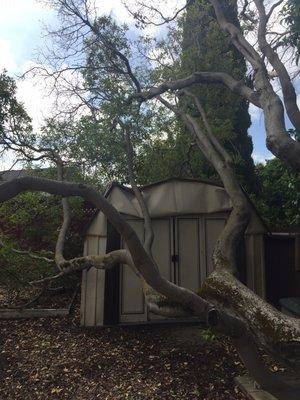 First time the tree fell showing shed damage