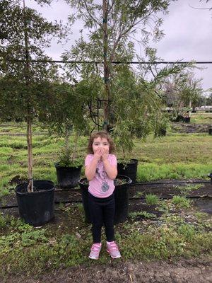 THIS IS THE WEEPING BOTTLE BRUSH TREE HAZELTINE HAD PRICED AT $271.00