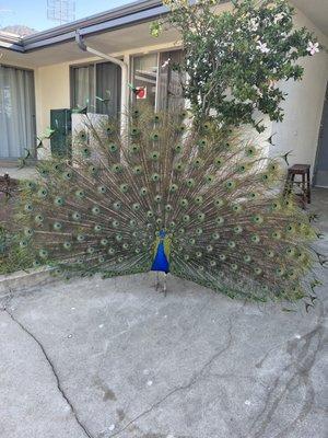 Beautiful peacock on the patio!