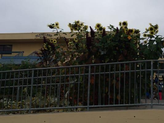 The sunflower garden at Cleveland School.