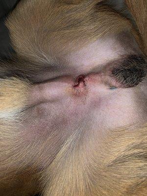 image of his stitches