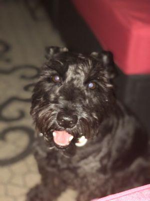 Licorice the mini schnauzer