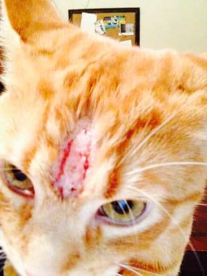 My cat's head 2 weeks after getting neutered and being left in the care of EEVMC for the day.