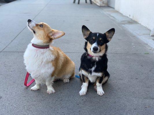 Elegant Corgis after bathing