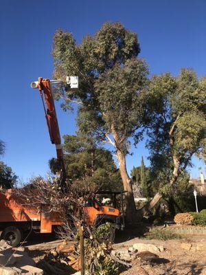 Woodys Tree Service