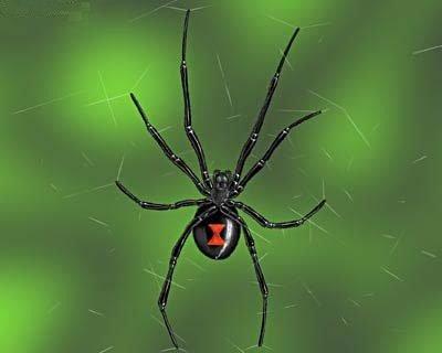 Black Widow Spider