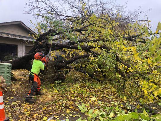 Emergency Storm Tree Service Clean Up
(916) 420-5607