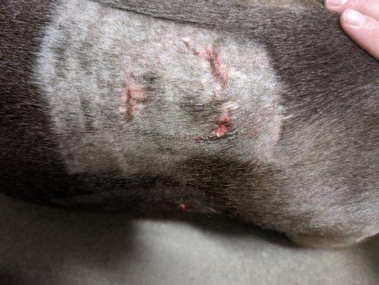 Wounds from my dog being attacked