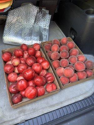 White nectarines and peaches for our trip to Mt Shasta.