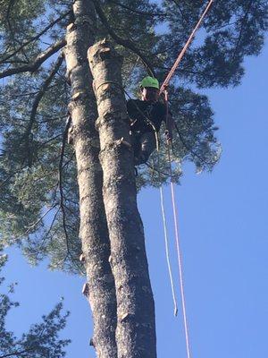 Orozco Tree Service & Landscaping