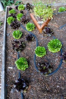 vegetable garden