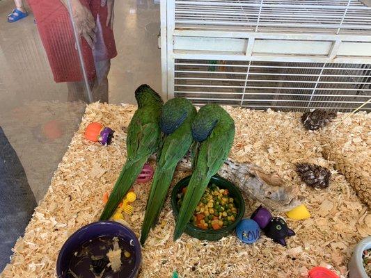 More Blue crowned conures. She gets a lot of them in, and says they're her favorite kinds of birds