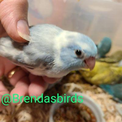 Parrotlet