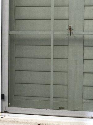 This grasshopper cannot get inside the home with a Window Screen Solutions Window screen.