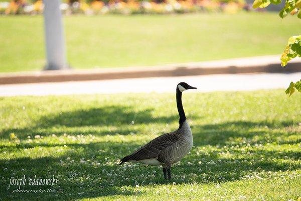 Single goose in a city park in Tulsa OK..  Guess he was enjoying a day at the park.