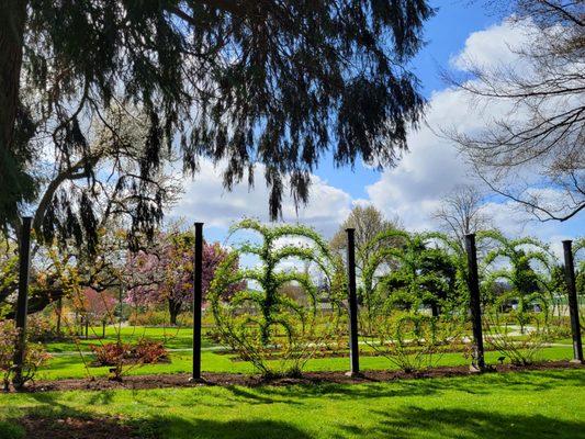 Owen's Rose Garden