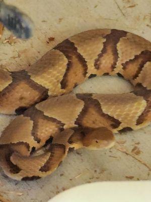 Copperheads are thick-bodied snakes with keeled scales. The northern copperhead has an unmarked, copper-colored head and reddish-brown.