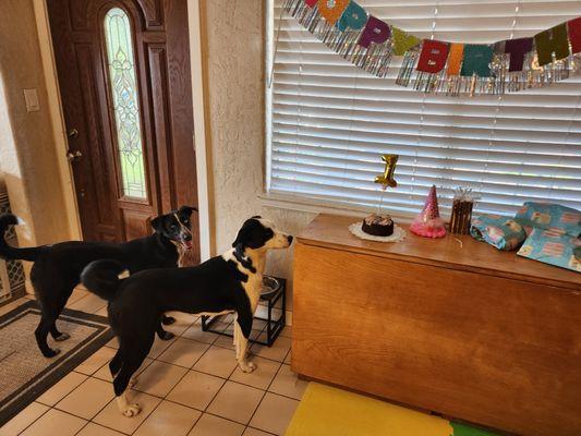 Star & Olivia admiring their 1st birthday cake from Three Dog Bakery.