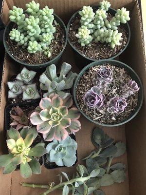 three 4" for $7 each, bundle of six 2" for $15, and 2 complimentary cuttings!