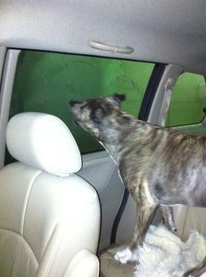 My dog loves the car wash!!!