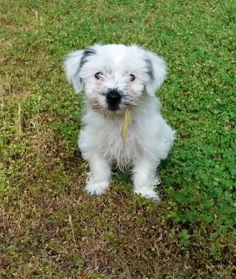 Paddy our rescue puppy.