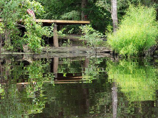 There's an alligator on the log... Can you see it?