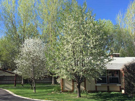 Our cherry trees are a treat every year!