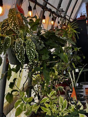 Some indoor plants in the greenhouse.