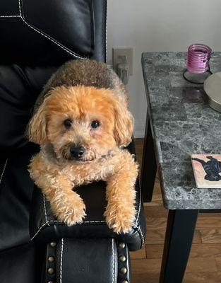 This is my baby Cuzzie before and after his grooming ! Thank you for always treating CUZZiE with so much love and affection !