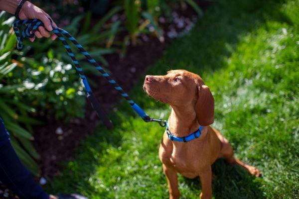 We are dog friendly.  Please contact the hotel for details.