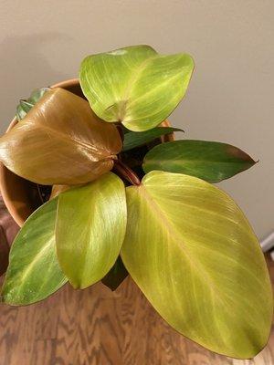 Prince of Orange Philodendron