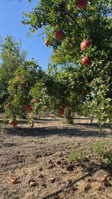 Arya Farm Produce