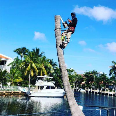 Removing a coconut palm