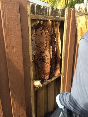 Beehive inside a wood fence in Hialeah, FL