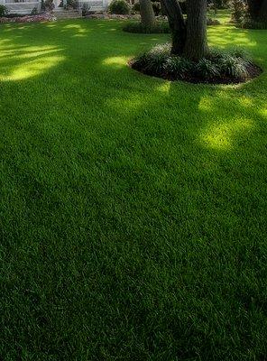 Well maintained lawn...Fertilization and weed control.