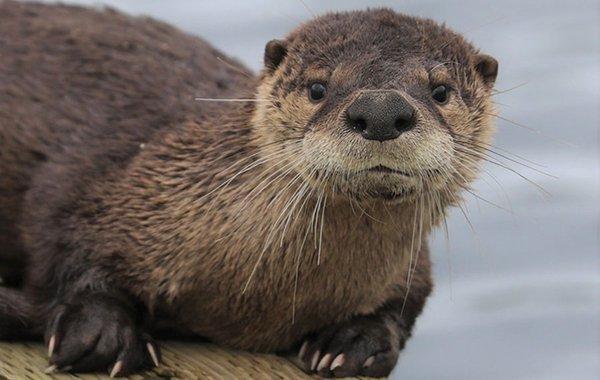 Sea otter along the sore of Shaw Island