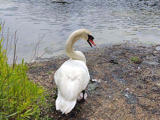 Swan that was not afraid of me.