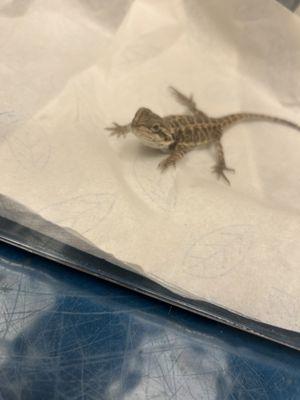 Baby bearded dragon before he was put down