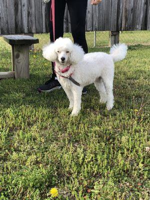 Picnic area outdoors with our miniature poodle.