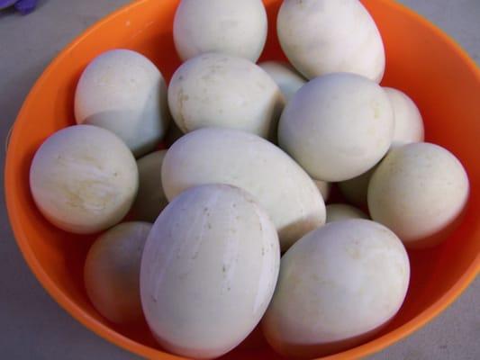 duck balut