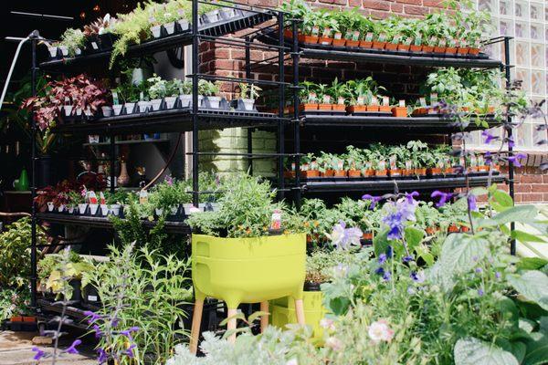 Tons of outdoor plants, herbs, and vegetables outside.