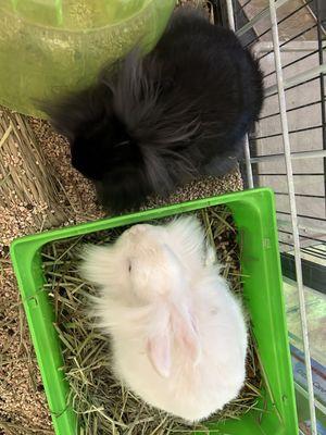 Lion head mix bunnies