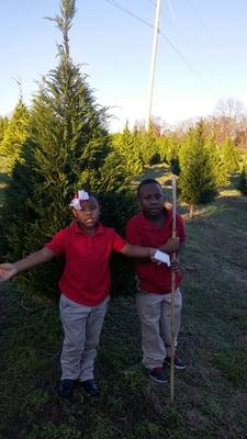 Christmas Tree shopping