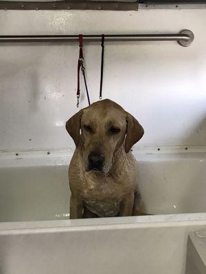 Bailey is such a good boy for his de-shed