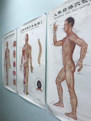 Anatomy posters