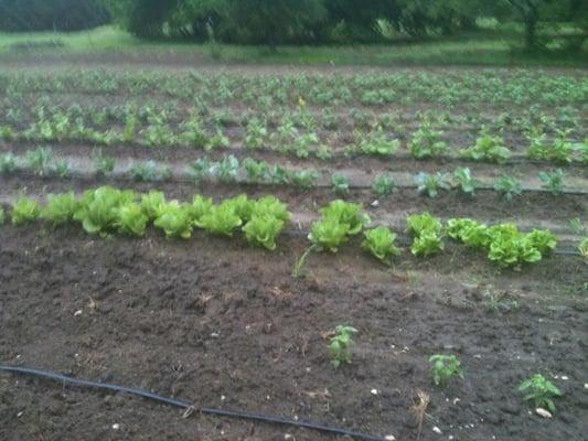 Lettuce growing on our farm.