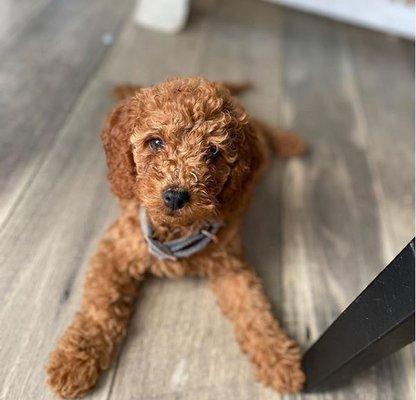 Cora our therapy dog in training. Is she the cutest?? For seniors who deal with dementia, depression spending time with a dog is good.