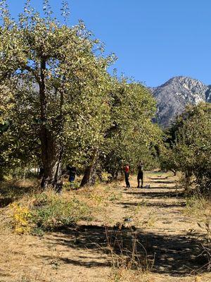 We went for apple picking here for Halloween 2020 and there were still a good amount of apples left!