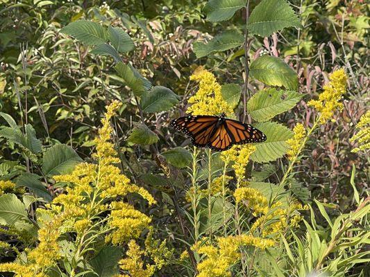 Marinara on Goldenrod.