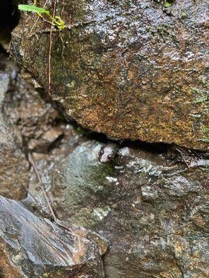 Don't move rocks to protect the native salamanders! You may not see them.